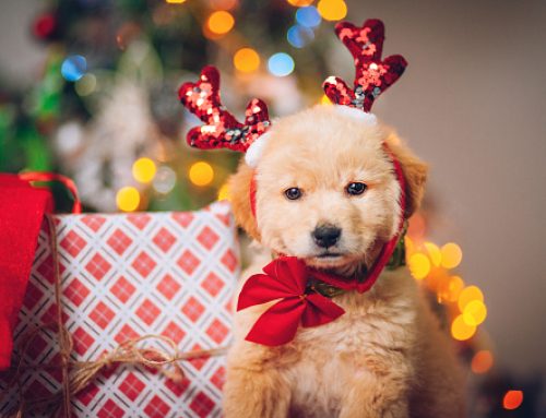 Christmas Kickoff & Pet Policy Reminder